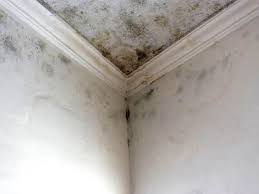 Environmental Consulting for Mold Prevention in Dover, NH