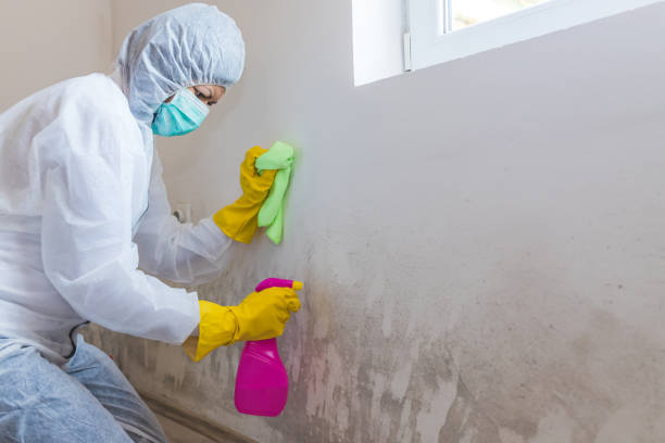 Best Comprehensive Air Testing for Mold Contaminants  in Dover, NH